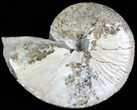 Hoploscaphites Ammonite - South Dakota #62594-1